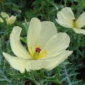 Argemone mexicana fleur